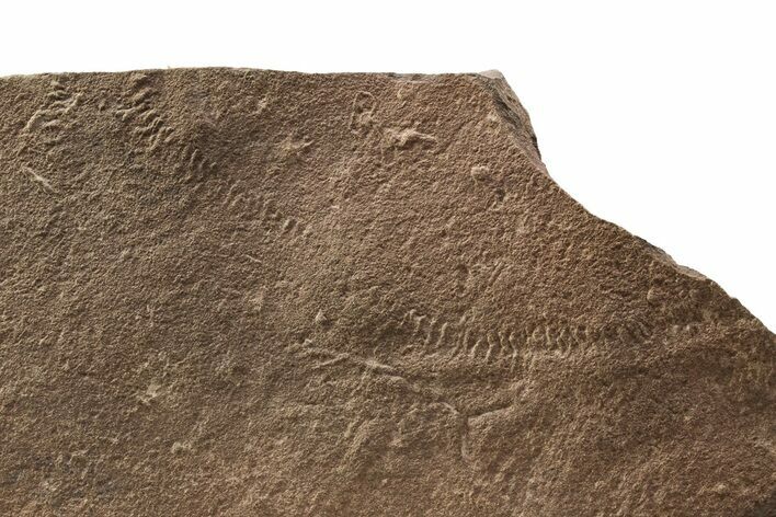 Cruziana (Fossil Trilobite Trackway) - Morocco #253155